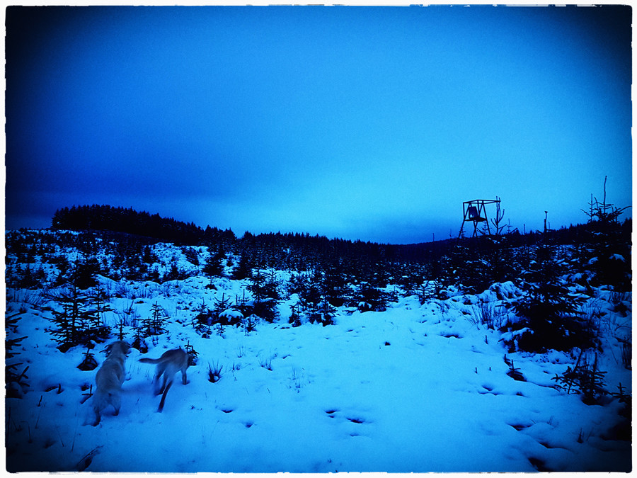 Scottish Roe deer mount