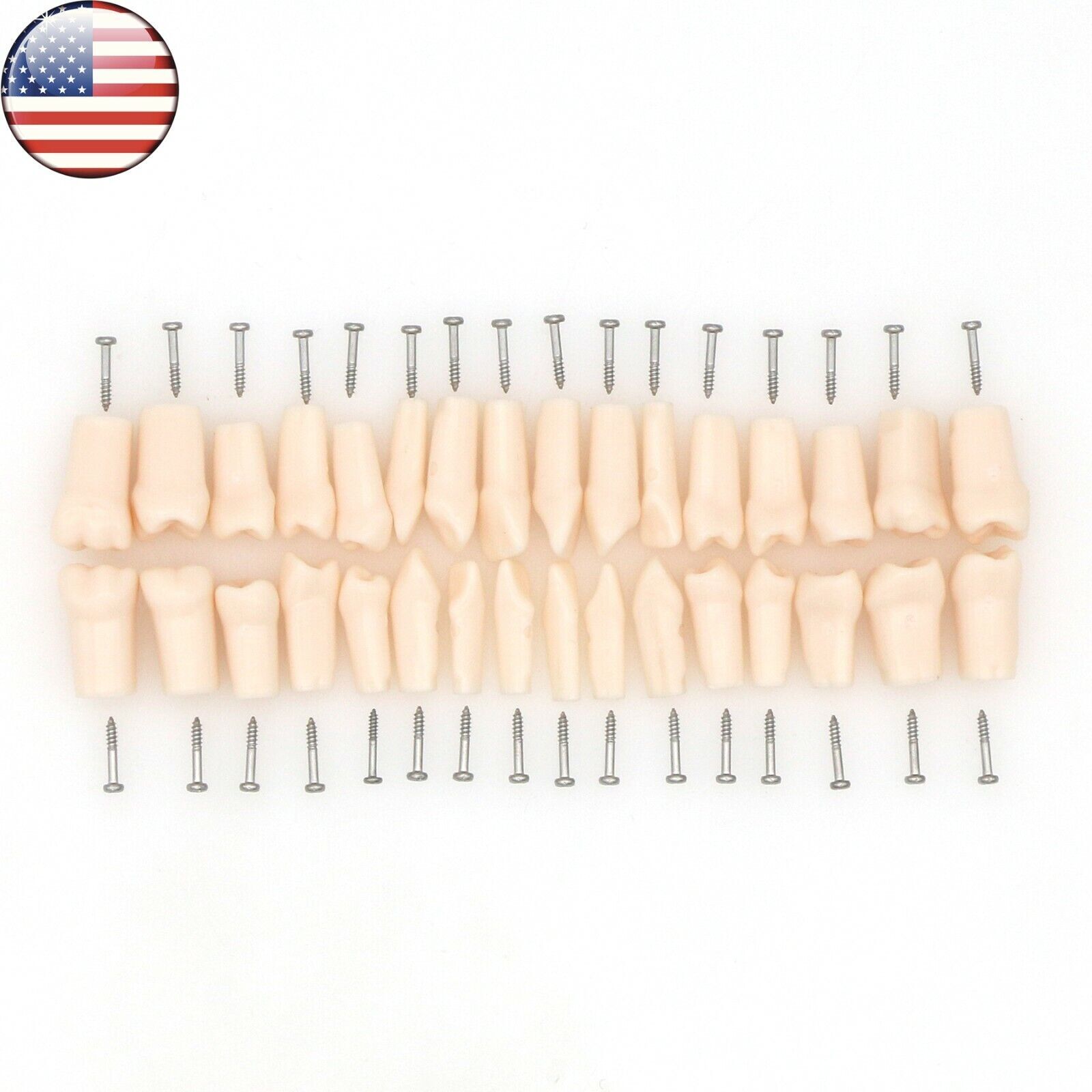 Dental 200 Type Typodont Model With Removable Teeth fit Kilgore NISSIN M8012