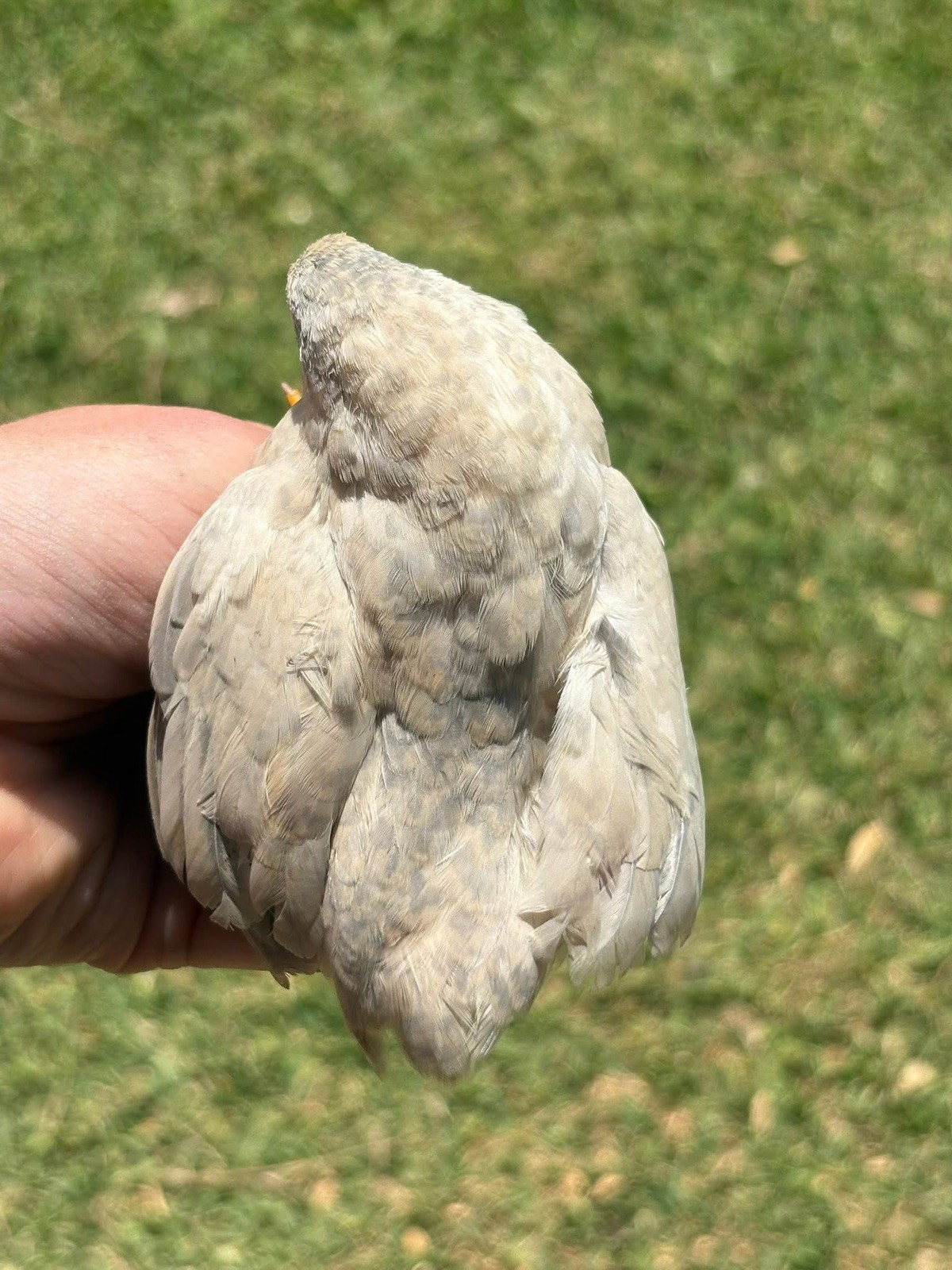 12 Exotic Button Quail Hatching Eggs Chinese Painted SPECIAL RARE ~ TPB Farms 🦚