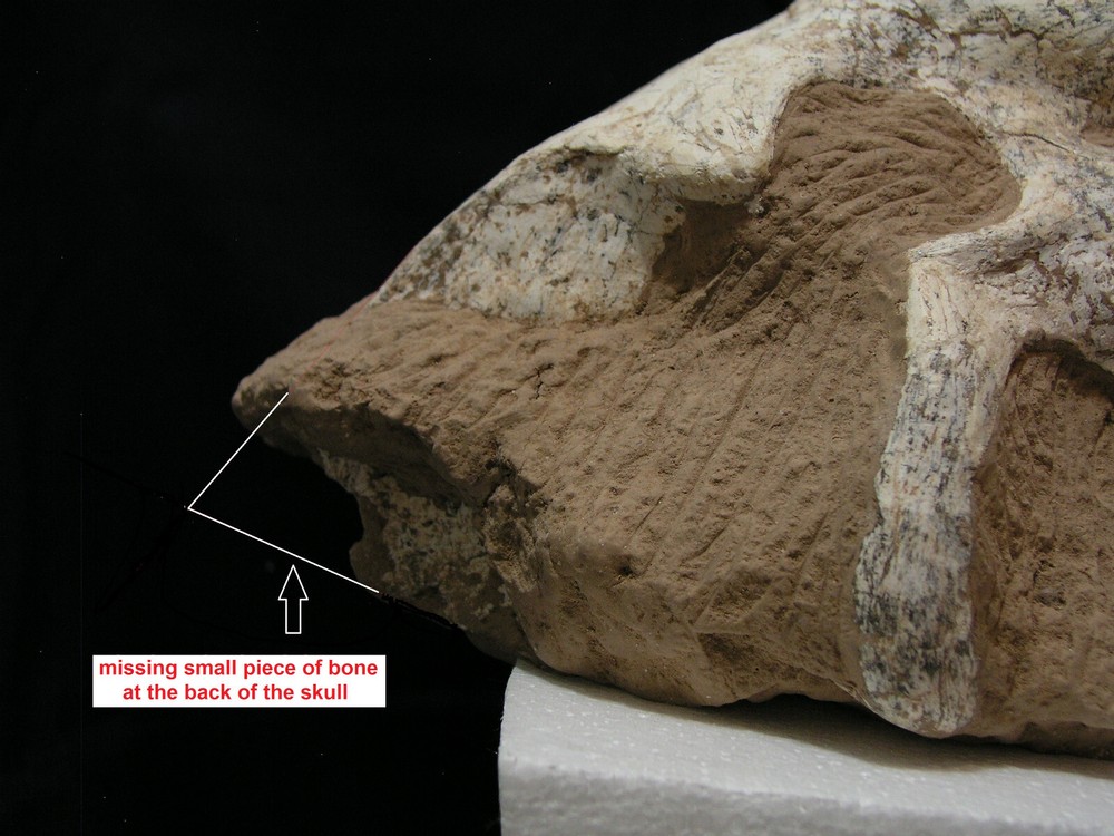 Authentic Saber-Tooth skull matrix