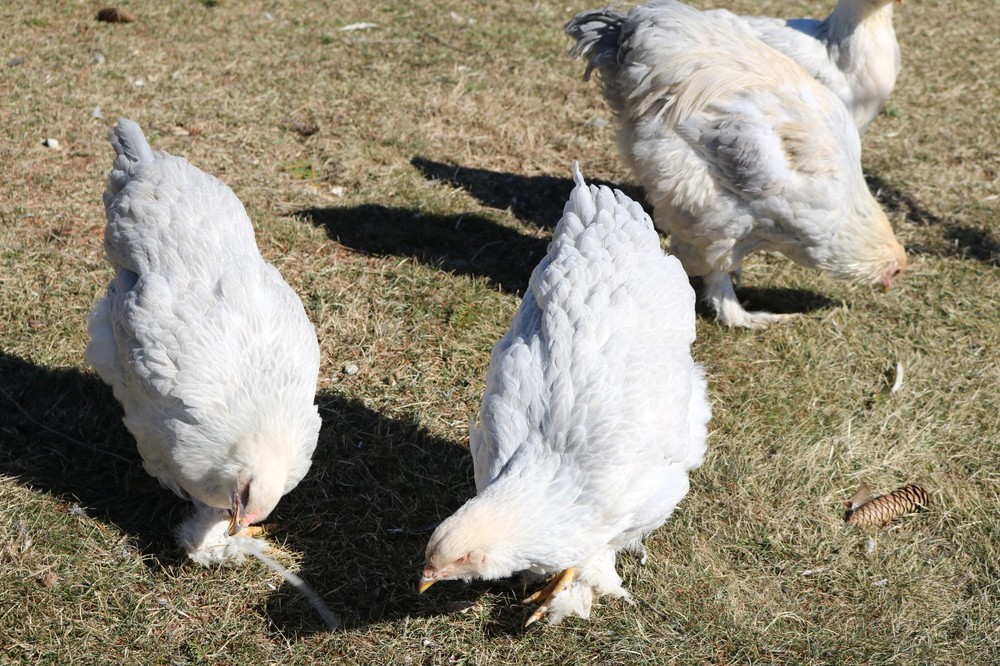 12+ Isabel Large Breed Brahma Hatching Eggs