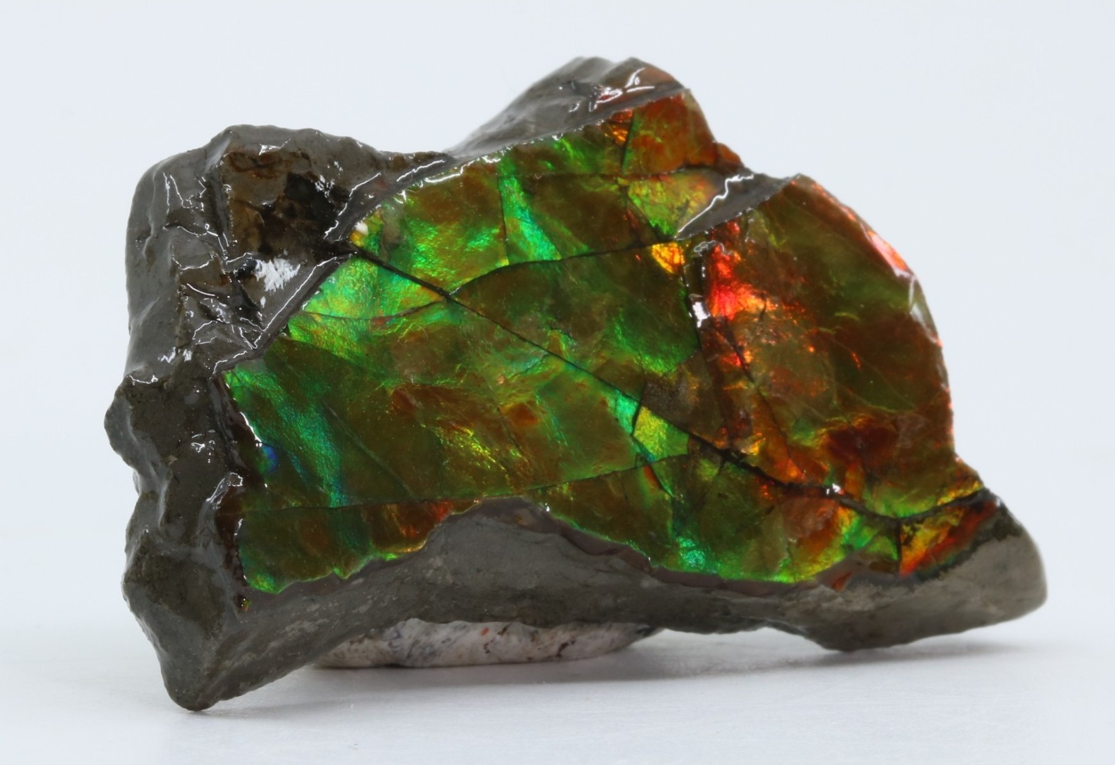 KORITE Ammolite Ammonite shell 41.7mm 1.64" Alberta Canada COA 7139