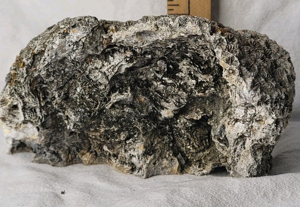 Ornate Corral Crystal Type Rock