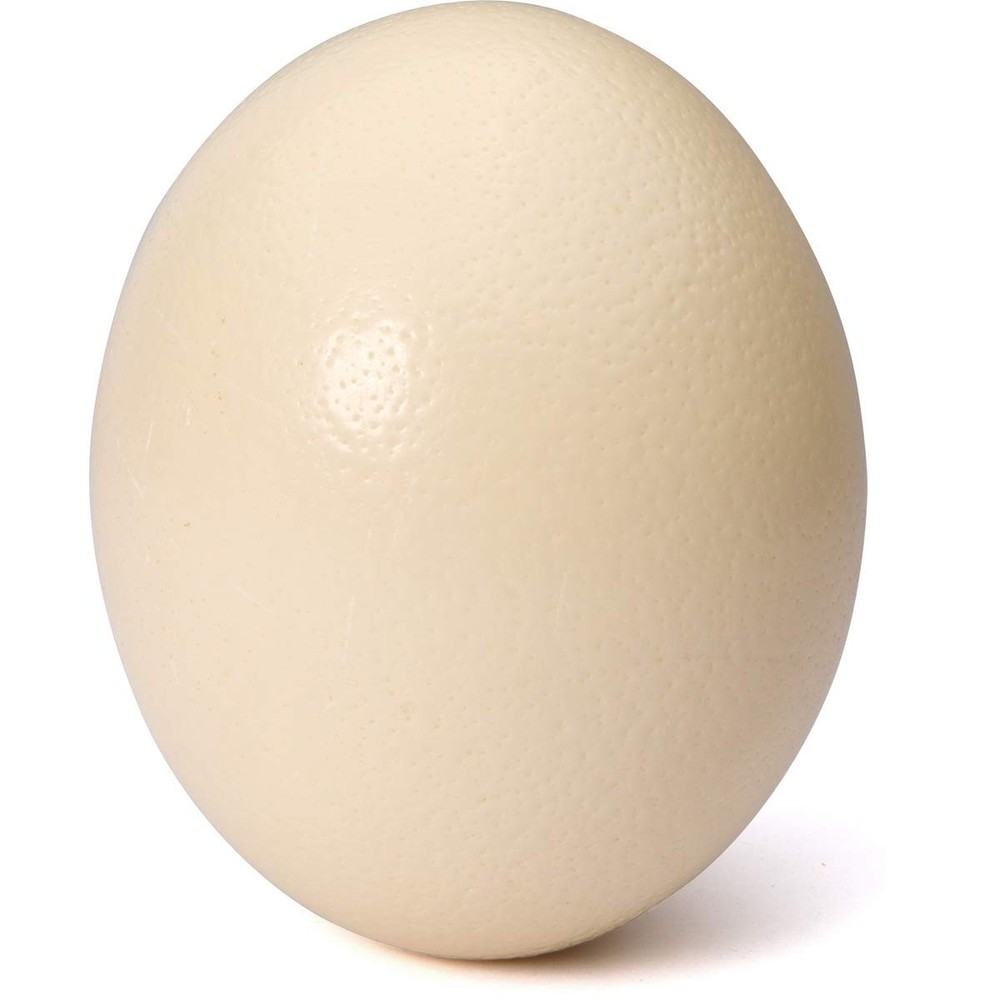 Premium Ostrich Eggshell Grade A, Large Size