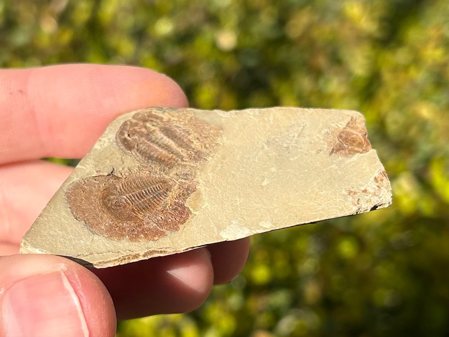 Georgia Fossil Trilobites Aphelaspis brachyphasis Conasauga Formation Cambrian