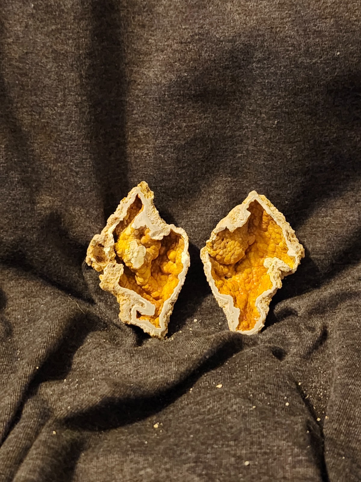 Florida Agatized Coral Fossil Pair, unpolished Chalcedony Fluorescent!