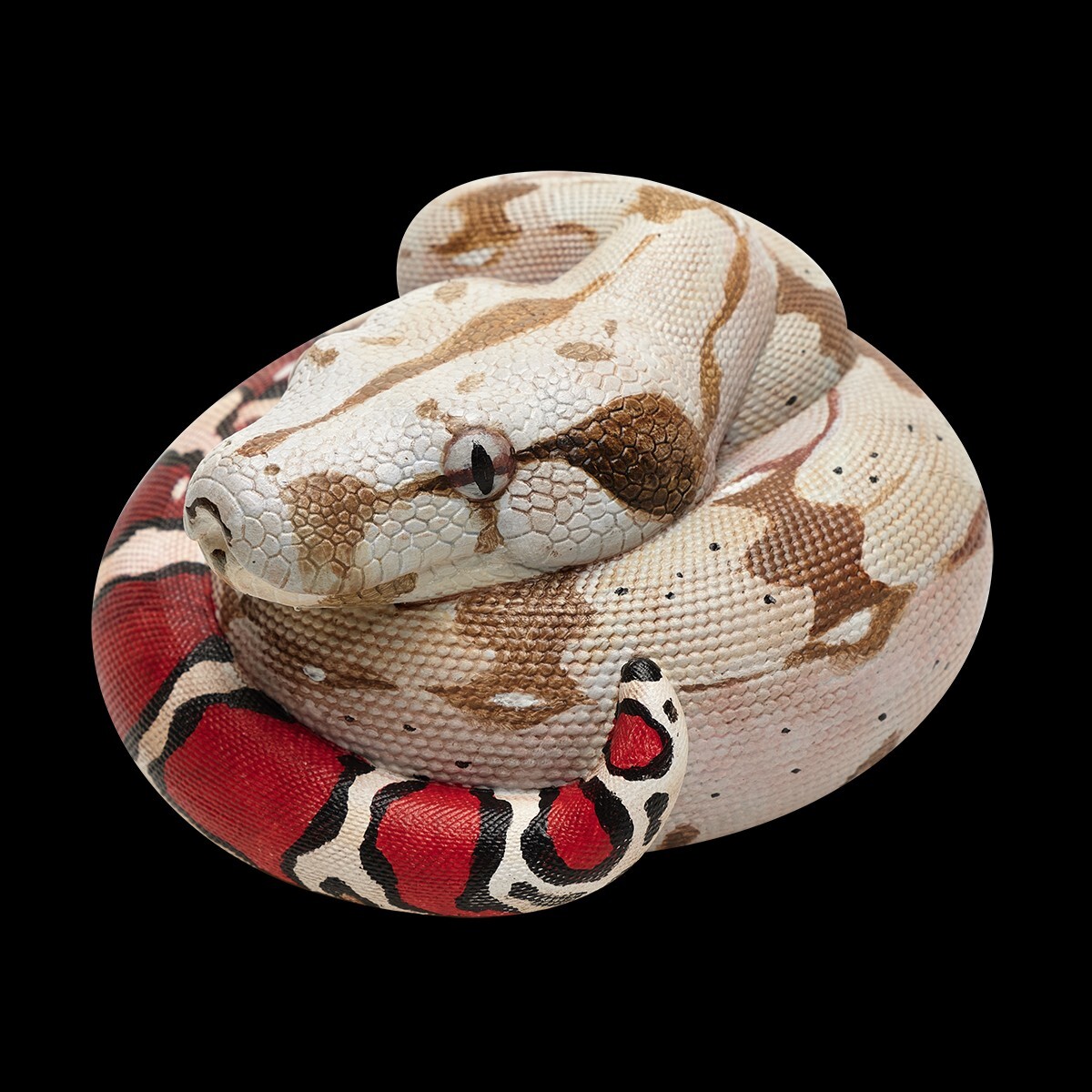 【In-Stock】 Animal Heavenly Body Red-tailed Boa constrictor Snake Statue