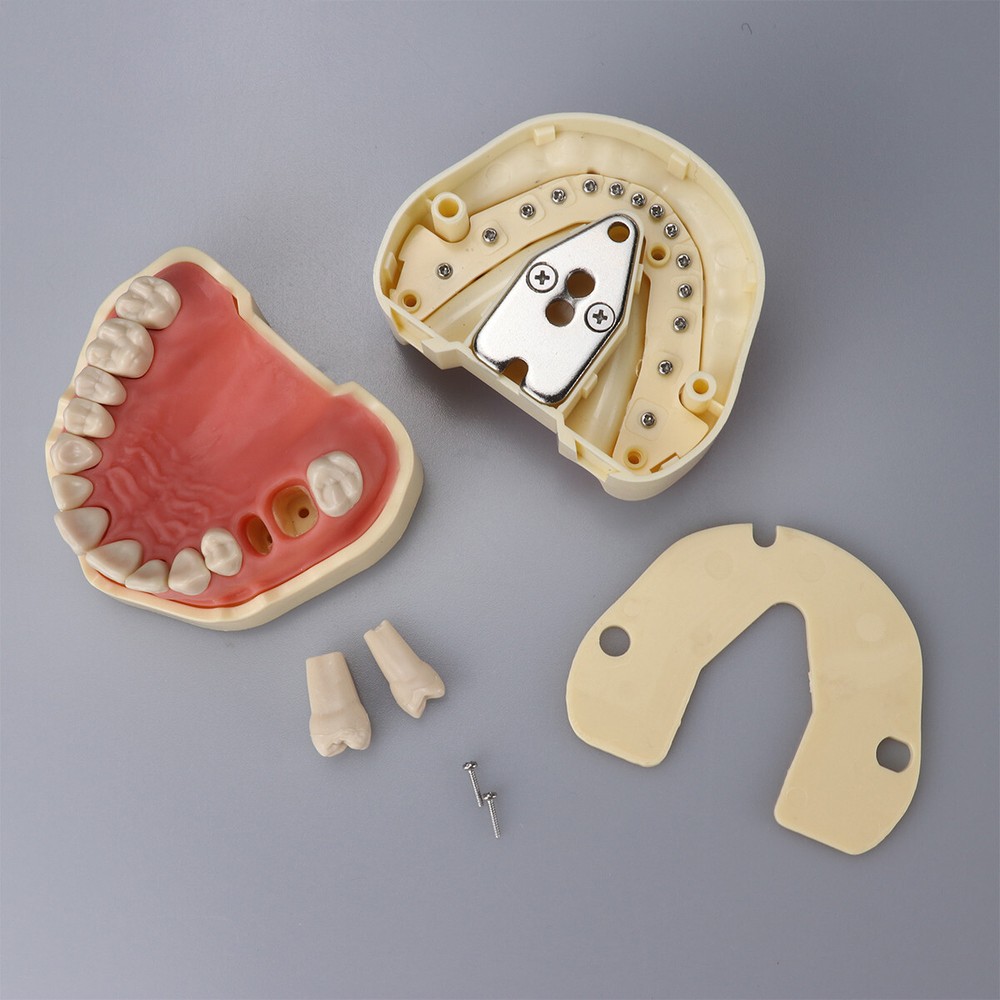 Dental Head Model Simulation Dentistry Manikins Simulator Phantom Training Model