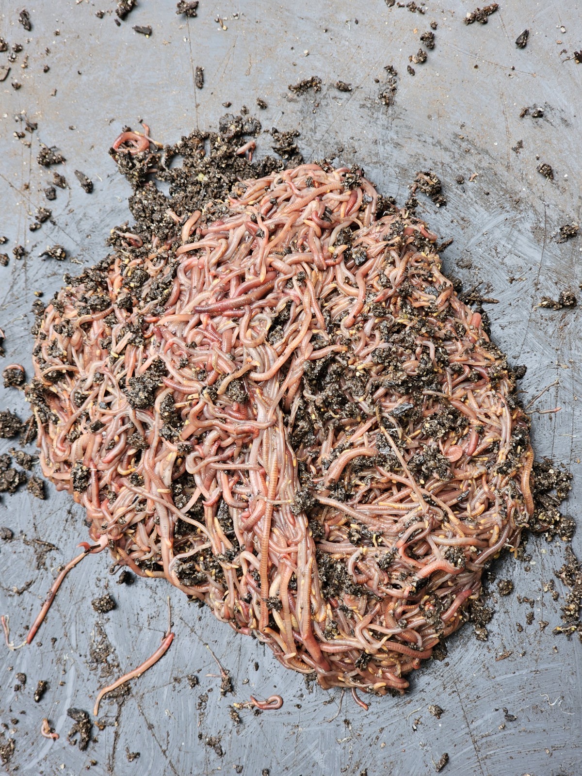 🪱Red Wiggler Worms 1/4 lbs. (approximately 250) Guaranteed Live Delivery🪱