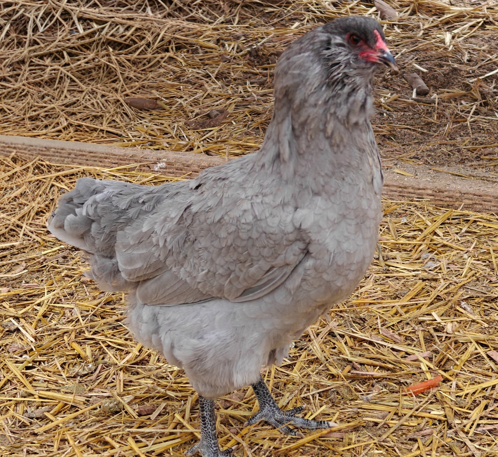 Lavender Ameraucana Hatching Eggs – Fertile, Purebred, 6 Fresh Eggs – Blue Egg