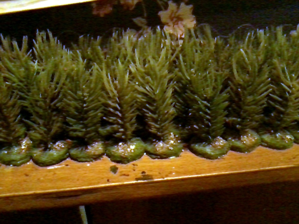 Studio J terrain Alien Flora (trees) wargaming terrain