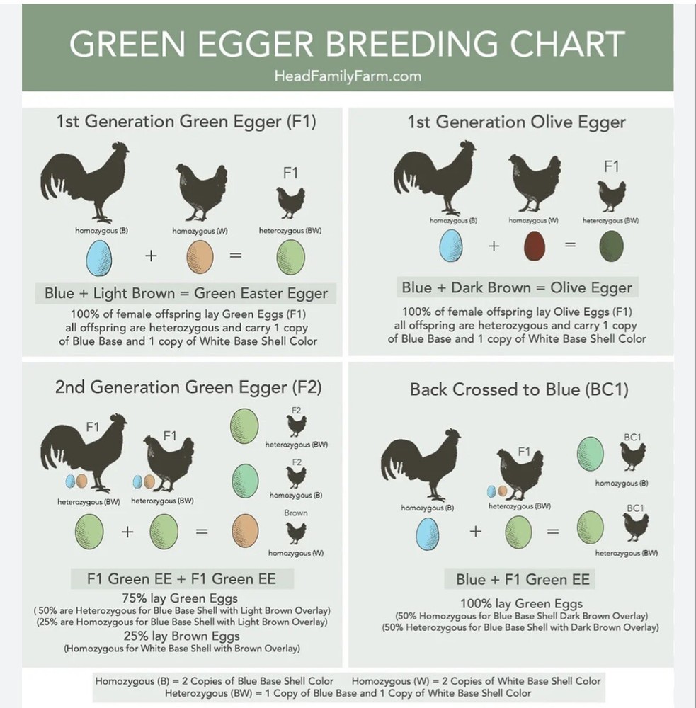 Hatching Eggs OLIVE 10+2 extra EE Marans Olive / Mint / Sage Cross