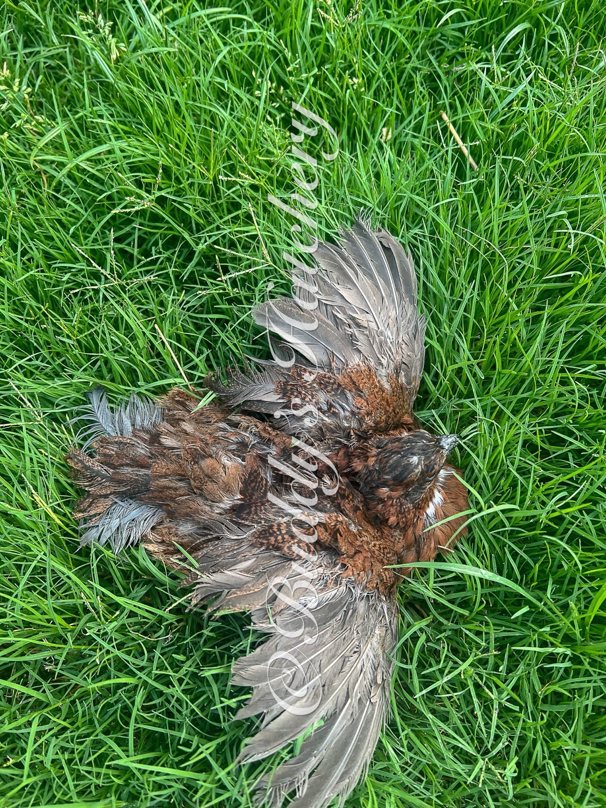 10+ Tennessee Red Quail Hatching Eggs