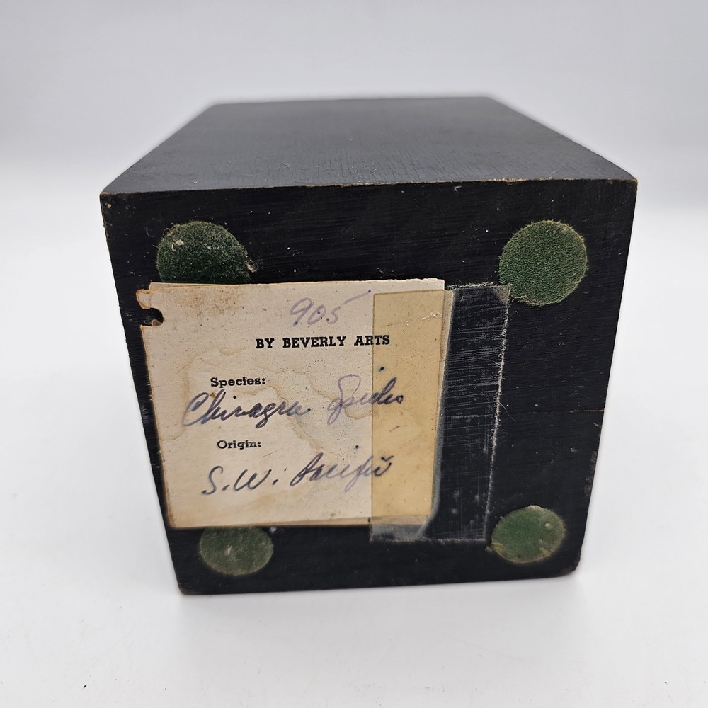 Vintage Taxidermy Base For Shell Insect Bird