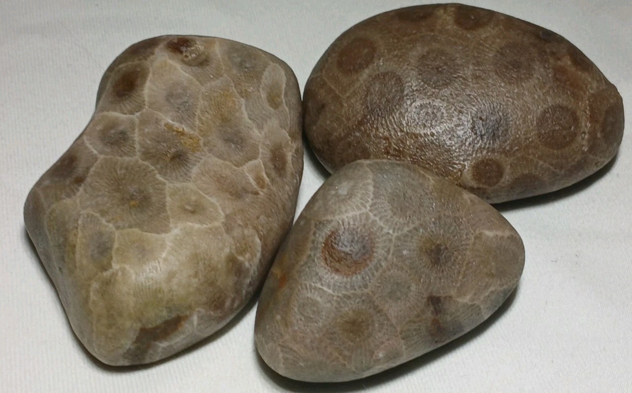 High Pattern Petoskey Stone Lot Natural Great Lakes Michigan Unpolished Fossils