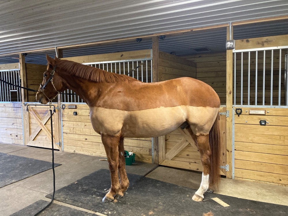 Super Comfy 17" Devoucoux Lab saddle with stirrup leathers
