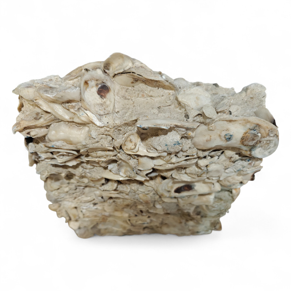 Tabby Concrete Block Sample – Authentic Oyster Shell Construction Display