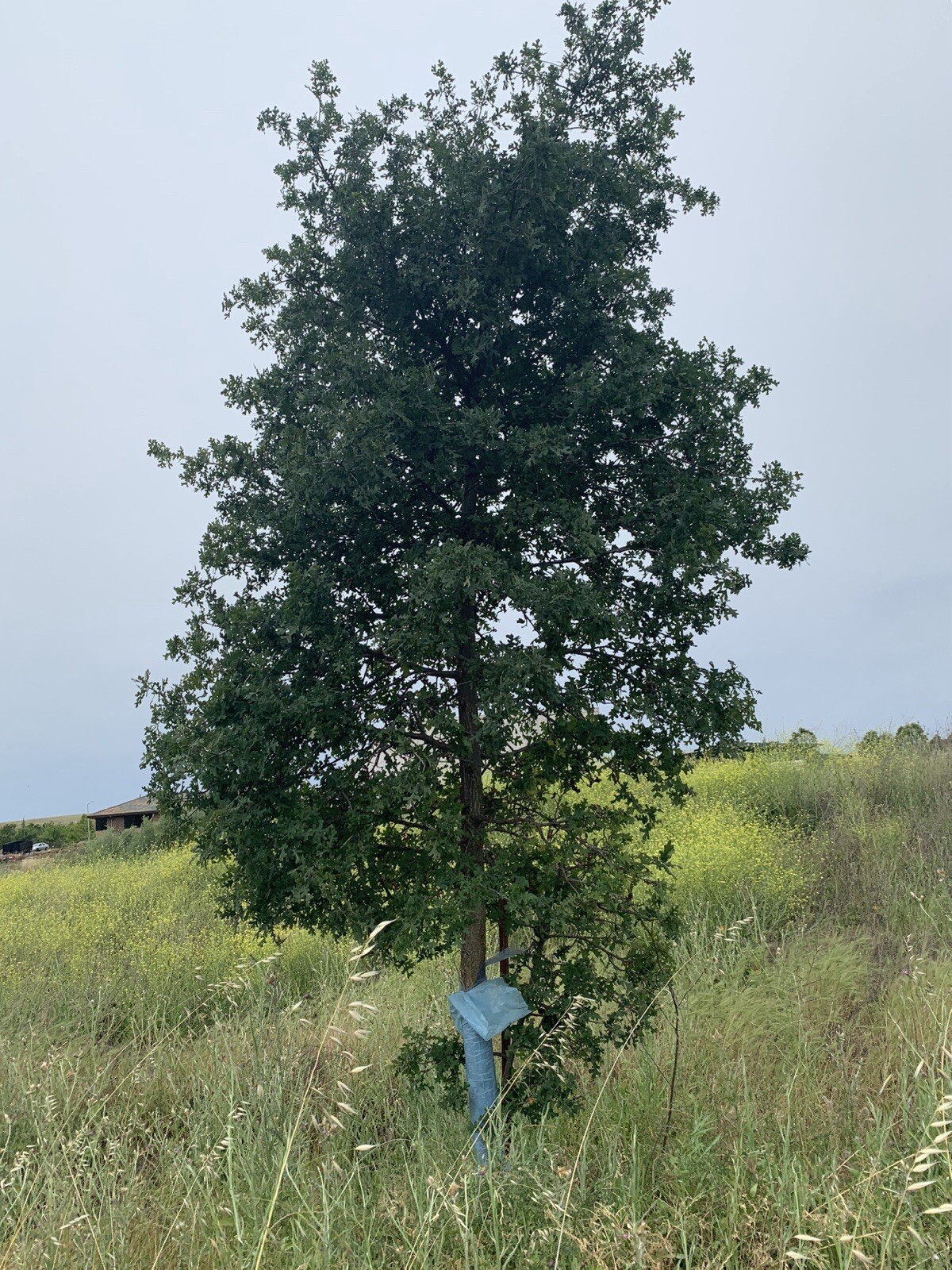 Blue-X Grow Tubes, 30” Grow Tube Box Of 50