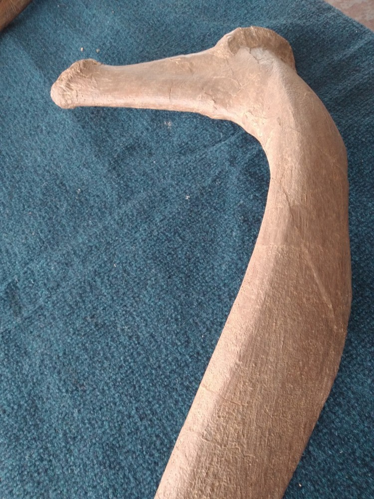 Triceratops Rib cast replica