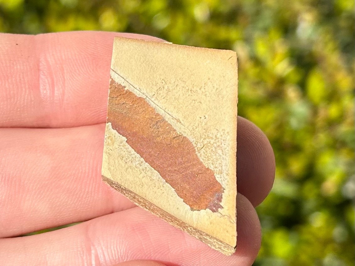 Georgia Fossil Trilobite Aphelaspis brachyphasis Conasauga Formation Cambrian