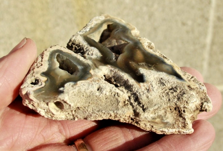 Polished Tampa Bay Fossil Coral Half • 3.0" Wide/4.3 oz.