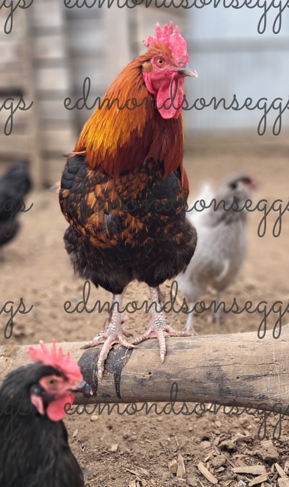 12 Colorful Hatching EGGS.multi Gen Olive EGGER Easter Egger Free Ranging Mix