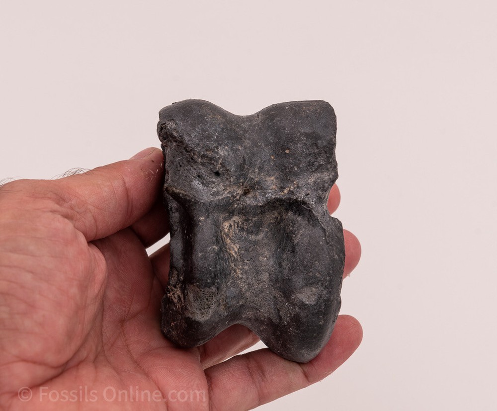 Solid Fossil Bison Astragalus Ankle Bone Venice, FL