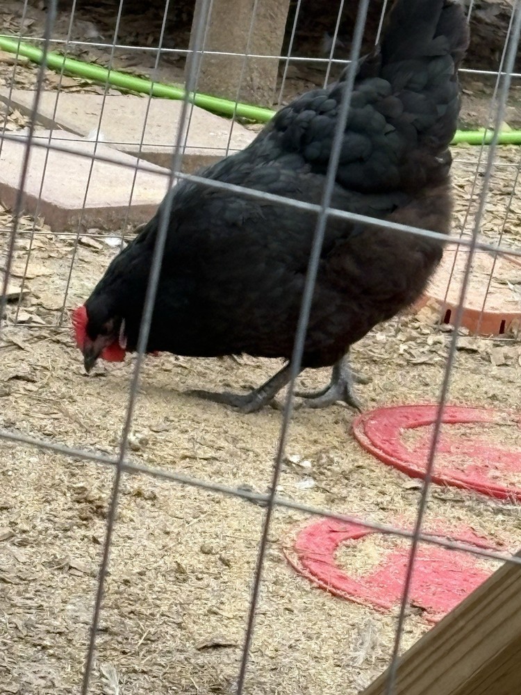 Black Australorp  Hatching Eggs. Pure Bred. 6 Hatching Eggs