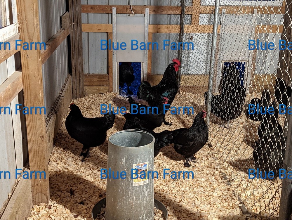 6 Solid Black Marans Chicken Hatching Eggs. Purebred. NPIP.