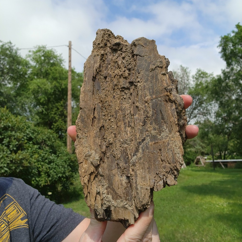 Large Heavy Dinosaur Bone Section - Authentic Fossil - from Hell Creek Formation