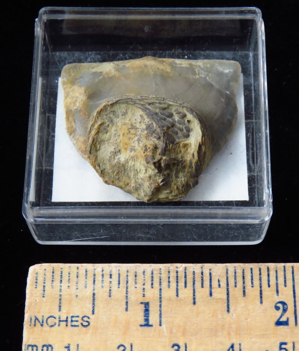 Edrioaseroid- 1 1/2"- Isoroph;us cincinnatiensis - Ordovician-Cincinnati, Ohio