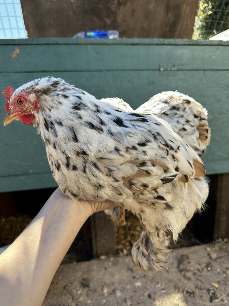 6 ++ Bantam hatching eggs 🐣