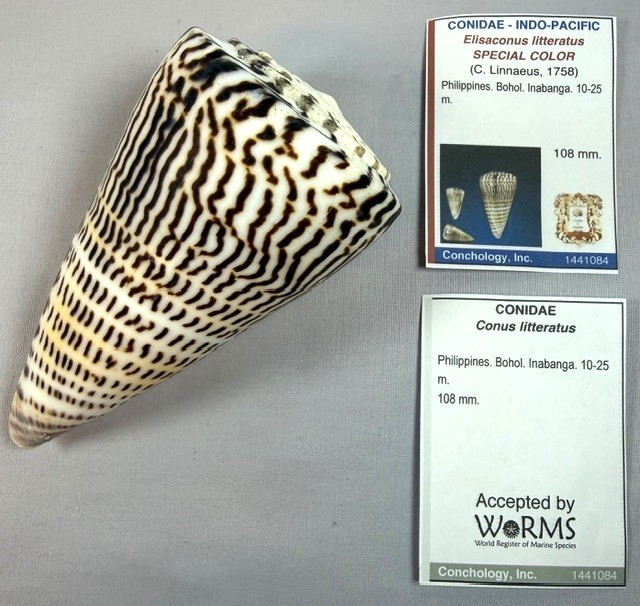 Conus Litteratus 108mm Large Cone Shell Zebra pattern Collector w/data Operculum