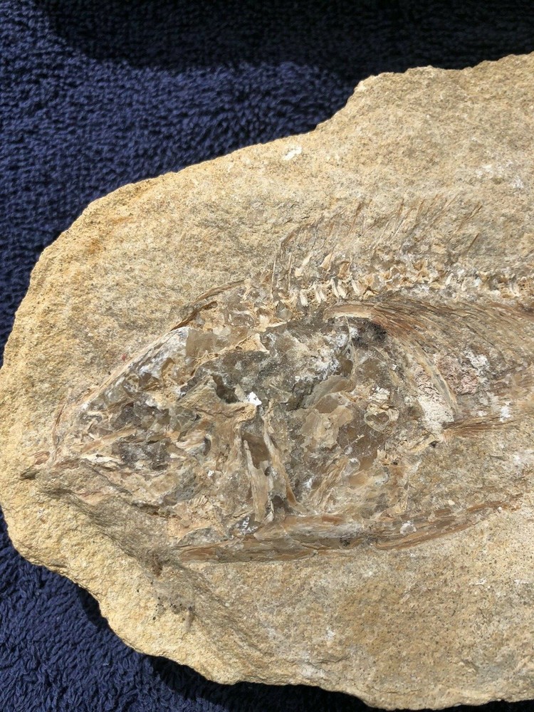 Fossil Fish Two Pieces 10.5" HEAVY