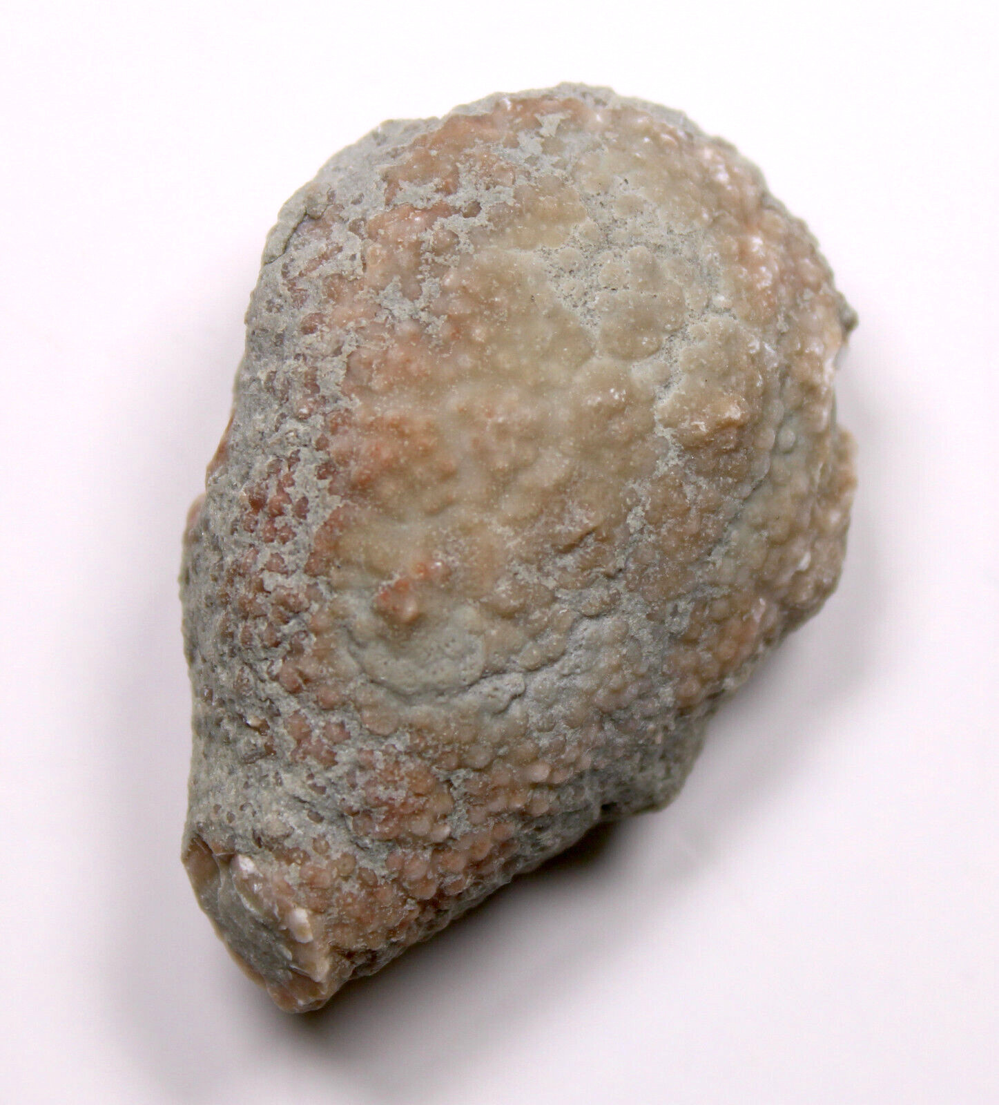 Holocystites scutellatus Silurian Cystoid Fossil Indiana Massie Shale