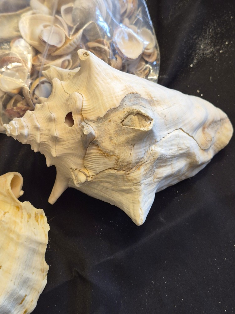 Sea Shells Lot- Over 8 Pounds-Assorted Sizes