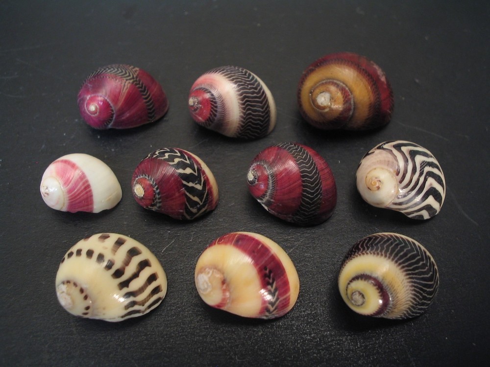 Awesome Collection...NERITINA COMMUNIS~10pc~Philippines SEASHELL