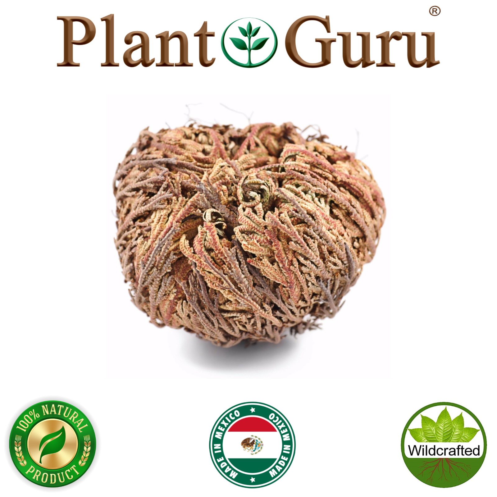 Jericho Flower - 24 Pack Bulk - Rose of Jericho, Resurrection Flower Whole Dried