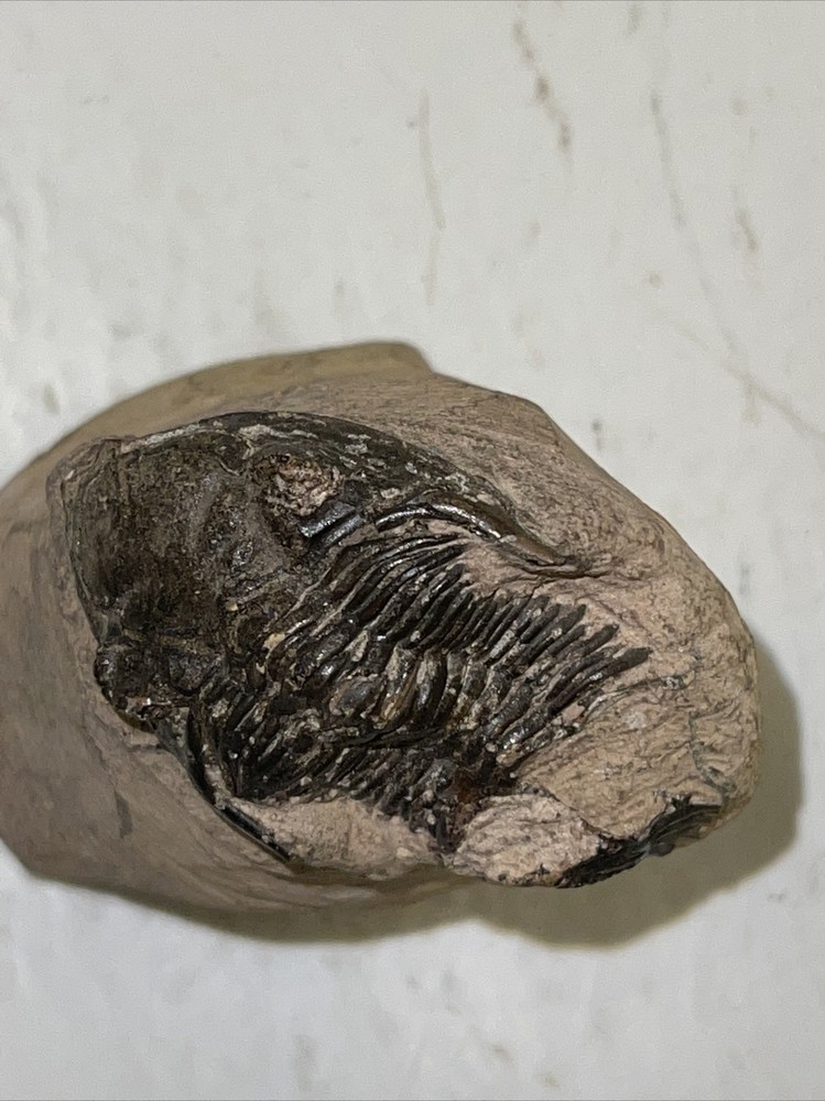 2.5 in) Trilobite