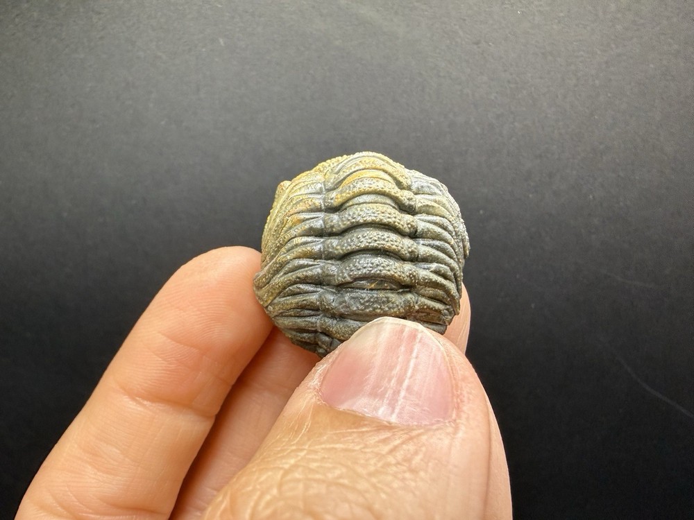 Enrolled Moroccops Trilobite