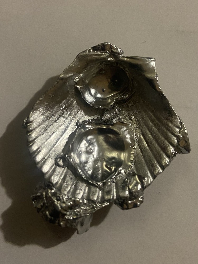 Silver Lion Paw Shell With Barnacles