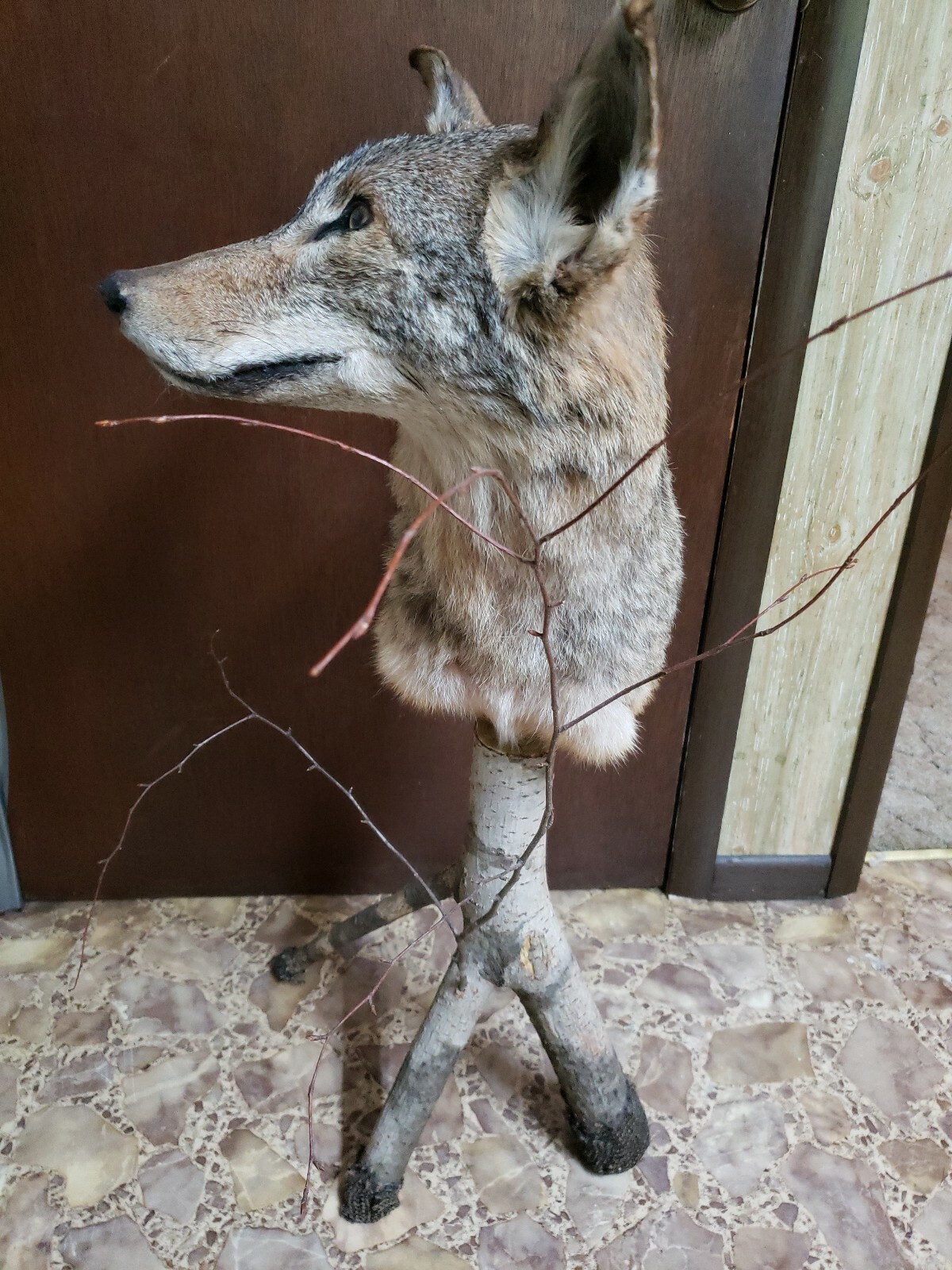 Beautiful Taxidermy Coyote Pedestal Mount