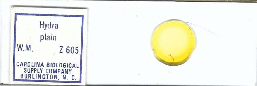 Hydra w.m. Microscope Slide
