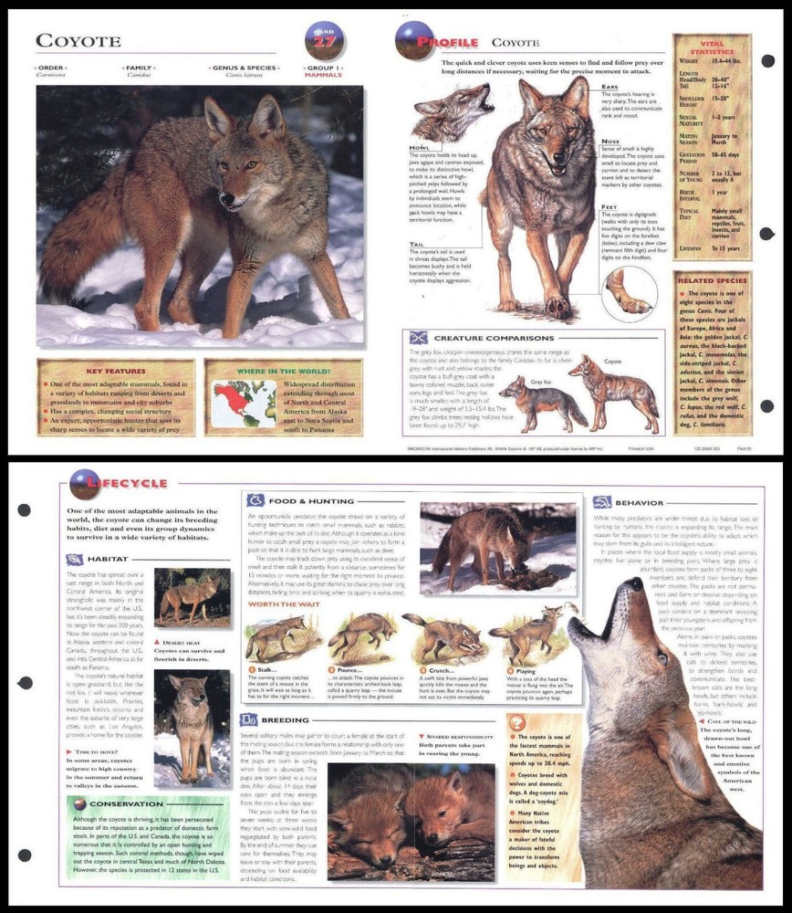 Fold-Out Sheet - Coyote - 27