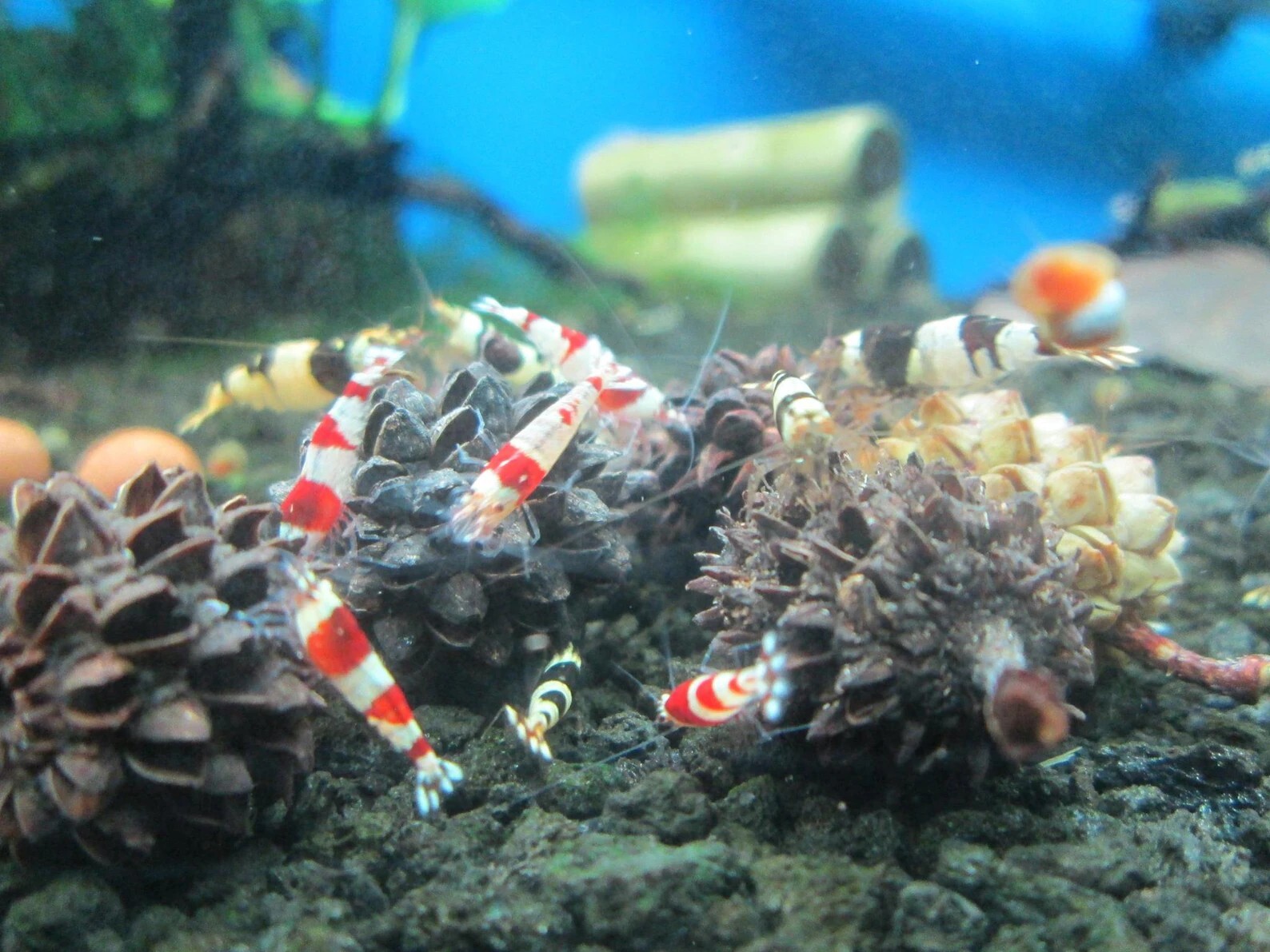 3 Nano Cholla Wood + 15 Filao Cones + 15 Alder Cones Aquarium Fish Invertebrates