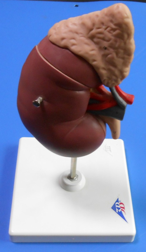 Anatomical Right Kidney Model - 2 pieces - Made in Germany by 3B
