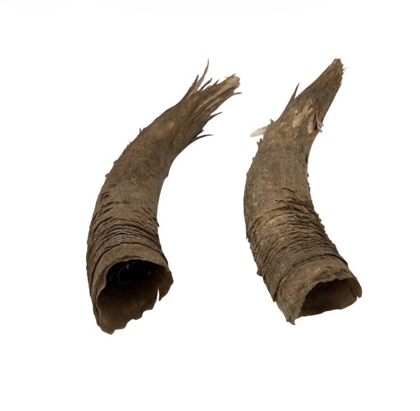 2 Bull Horns