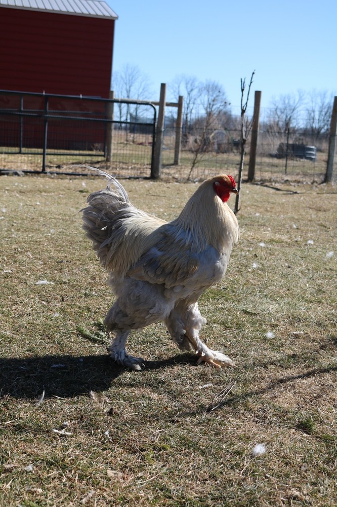 12+ Isabel Large Breed Brahma Hatching Eggs