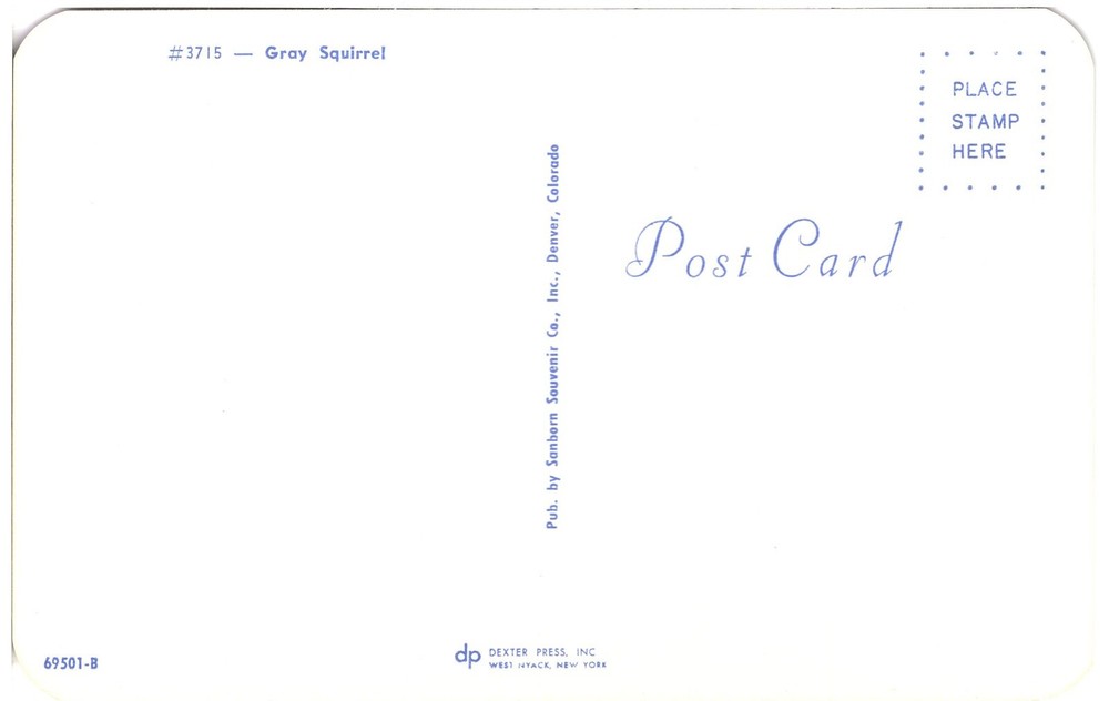 GRAY SQUIRREL - PC2774