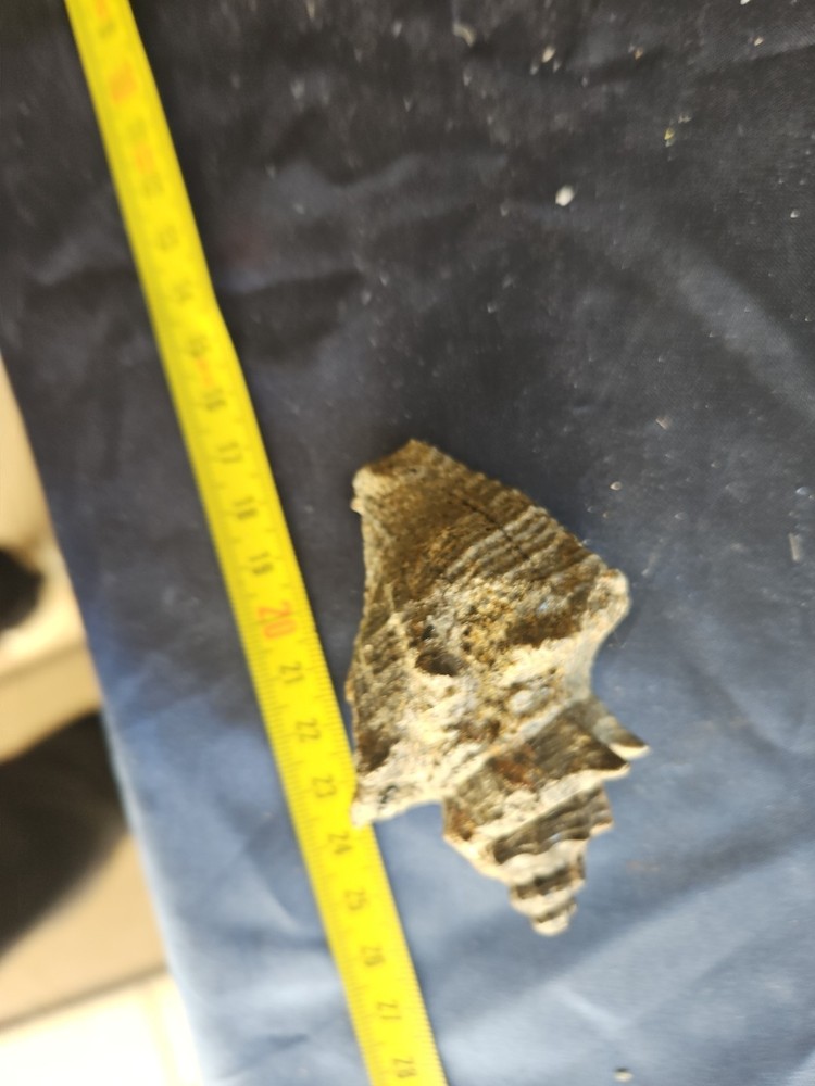 Strombus Gasteropod Fossil